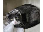 Adopt Thorton a Gray or Blue Domestic Mediumhair / Domestic Shorthair / Mixed