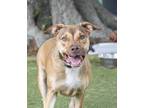 Adopt Cletus (Biggs) (Cocoa Adoption Center) a Brown/Chocolate Terrier (Unknown