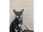 Adopt Doc a Black Shiba Inu / Mixed dog in San Antonio, TX (41387726)