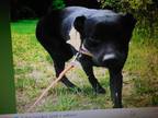 Adopt Sage a Black Labrador Retriever / Mixed dog in egg harbor city