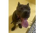 Mozart, American Staffordshire Terrier For Adoption In San Gabriel, California