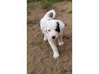 Adopt Runty Girl (Roxy) a White - with Black Border Collie / Cattle Dog dog in