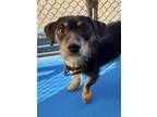 Adopt Anka a Black - with Brown, Red, Golden, Orange or Chestnut Jack Russell