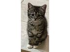 Casi, Domestic Shorthair For Adoption In Coldspring, Texas