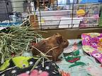 Chocolate Chip / Thin Mint, Guinea Pig For Adoption In Chicago, Illinois