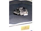 Adopt Clementine a Brown Tabby American Shorthair / Mixed (short coat) cat in