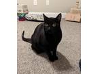 Adopt Magik a All Black Domestic Shorthair / Mixed (short coat) cat in