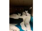 Hugo, Domestic Shorthair For Adoption In Duncan, British Columbia