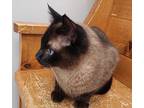 Reuban, Domestic Shorthair For Adoption In Duncan, British Columbia