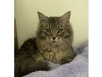 Papaya, Domestic Mediumhair For Adoption In Duncan, British Columbia