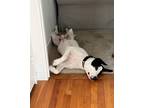 Adopt Benny a White - with Black Dalmatian / English Pointer dog in Bronx
