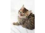 Lily, Domestic Longhair For Adoption In Matthews, North Carolina