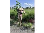Adopt Red a Tan/Yellow/Fawn - with Black Black Mouth Cur / Mixed dog in Austin