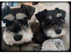 Adopt Bella-Bonded Pair a Black - with Gray or Silver Miniature Schnauzer /