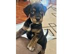 Superman, Labrador Retriever For Adoption In Matthews, North Carolina