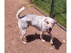 Adopt Bryce a Australian Cattle Dog / Mixed dog in Garden City, NY (41383029)