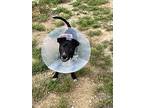 Duke, Bull Terrier For Adoption In Haslet, Texas