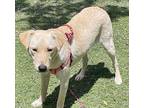 Pixie, Labrador Retriever For Adoption In Ramona, California