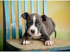 Adopt Ritz a Gray/Silver/Salt & Pepper - with White Pointer / Mixed dog in