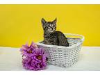 Eve, Domestic Shorthair For Adoption In Houston, Texas