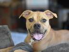 Adopt Brady a Tan/Yellow/Fawn - with White Boxer / Pit Bull Terrier dog in