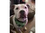 Adopt Tank a Brindle - with White American Pit Bull Terrier / Mixed dog in