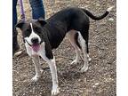 COCO (COCONUT) American Staffordshire Terrier Young Female