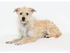 Wells, Terrier (unknown Type, Small) For Adoption In San Luis Obispo, California