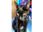 Brighteyes - Offered By Owner - Sweet Senior!, Domestic Shorthair For Adoption