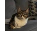 Adopt Porter a Gray, Blue or Silver Tabby Domestic Shorthair (short coat) cat in