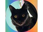 Seelie - Offered By Owner - Young Female, Domestic Shorthair For Adoption In