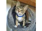 Buttercup - Kitten Friendly And Social!, Domestic Shorthair For Adoption In