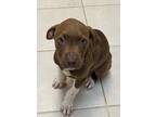 Adopt Reba a Pit Bull Terrier / Mixed dog in Osage Beach, MO (41306322)