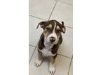 Adopt Rosie a Pit Bull Terrier / Mixed dog in Osage Beach, MO (41306321)