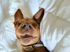 Adopt Kia a Brown/Chocolate Vizsla / Mixed dog in Tucson, AZ (40856158)