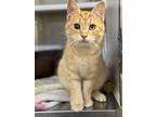 Muffin, Domestic Shorthair For Adoption In Wakefield, Rhode Island