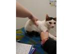 Adopt Falcon a White Domestic Shorthair / Domestic Shorthair / Mixed cat in