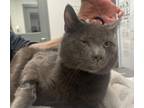 Adopt Ricola a Gray or Blue Domestic Shorthair / Domestic Shorthair / Mixed cat
