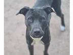 Adopt Sapphire ***RESCUE CENTER*** a Black - with White Pit Bull Terrier /