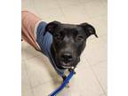 Adopt Sapphire ***RESCUE CENTER*** a Black - with White Pit Bull Terrier /