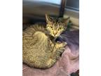 Adopt Rose a Brown Tabby Domestic Shorthair / Mixed Breed (Medium) / Mixed