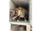 Adopt Julia a Gray or Blue Domestic Shorthair / Domestic Shorthair / Mixed cat