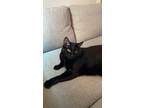 Adopt Bowie a All Black American Shorthair / Mixed (short coat) cat in Elk