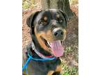 Adopt Koda a Black Rottweiler / Mixed dog in Houston, TX (39956800)