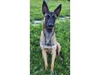 Adopt Daxton - Located in Michigan a Belgian Malinois / Mixed dog in Imlay City