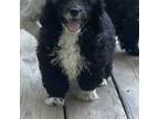 Poodle (Toy) Puppy for sale in Manning, SC, USA