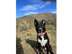 Adopt Matt a Black - with White Australian Cattle Dog / Mixed dog in Hill AFB