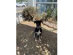 Adopt Chandler a Black Labrador Retriever dog in Gig Harbor, WA (39467193)