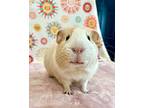 Archie & Winston Bonded Pair, Guinea Pig For Adoption In Faribault, Minnesota