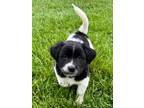 Adopt Pilaf a Black - with White Labrador Retriever / Australian Cattle Dog /